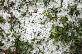 Hailstones scattered on green grass, a surprising weather twist reminiscent of a childhood adventure in Lake Charles.